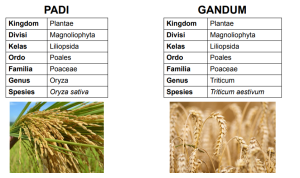 Perbedaan Padi dan Gandum dari Takson
