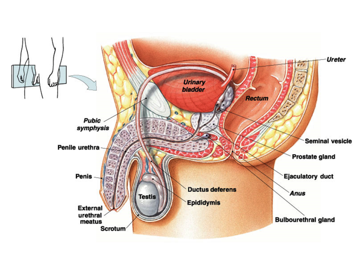 Alat-Reproduksi-Pria
