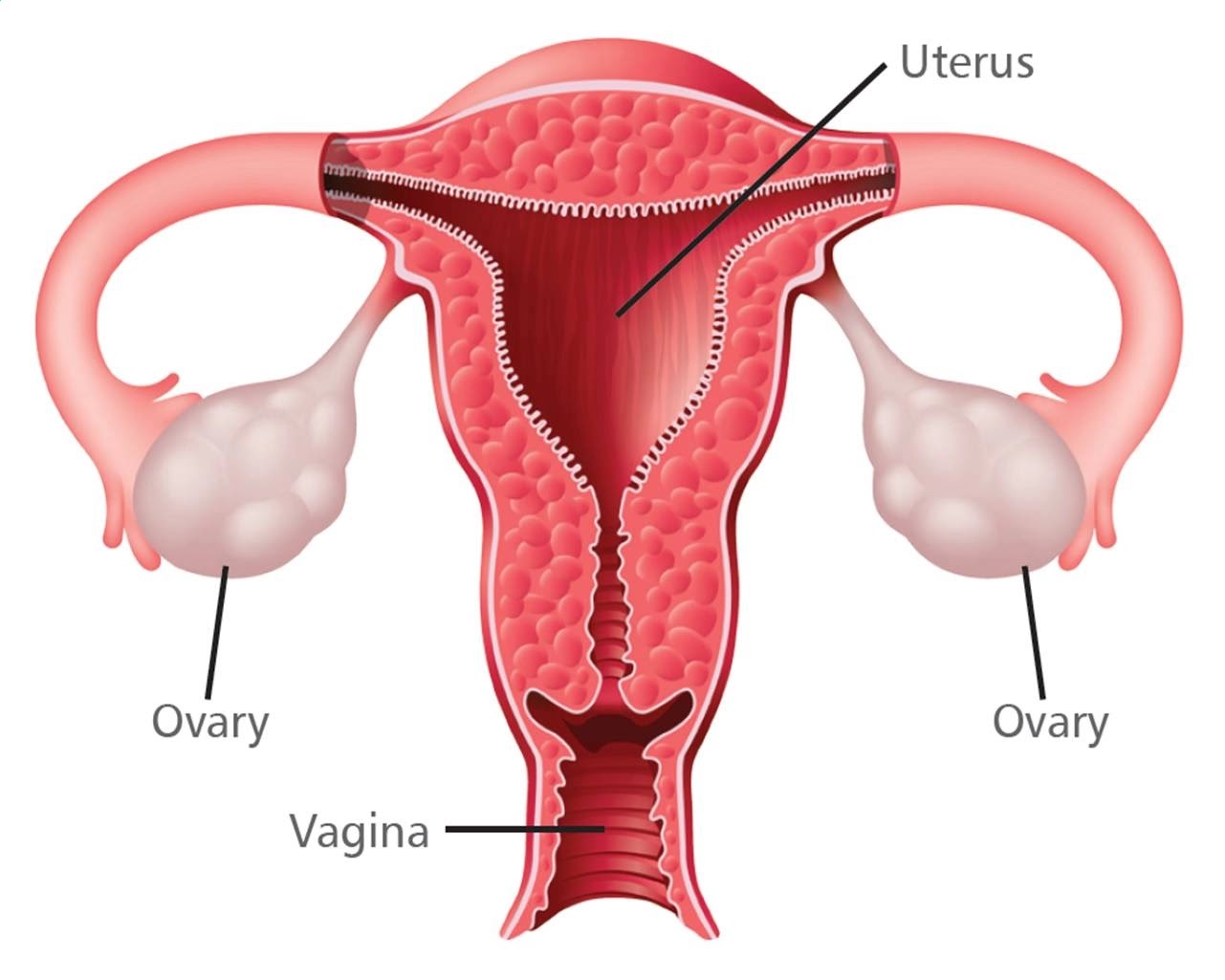 Alat-Reproduksi-Wanita