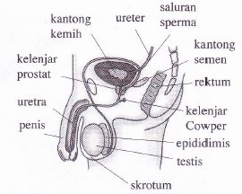 Sistem Reproduksi pada Pria