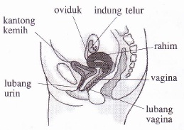 Sistem reproduksi pada wanita