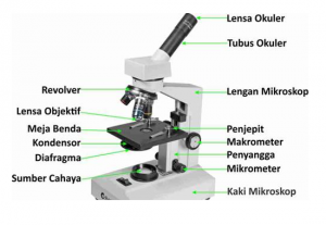 IPA 10b