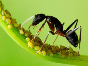 Interaksi kutu daun dengan semut